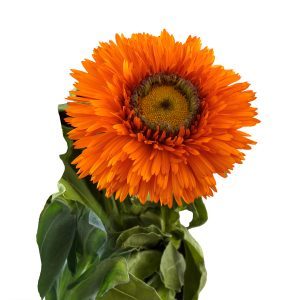 Calendula