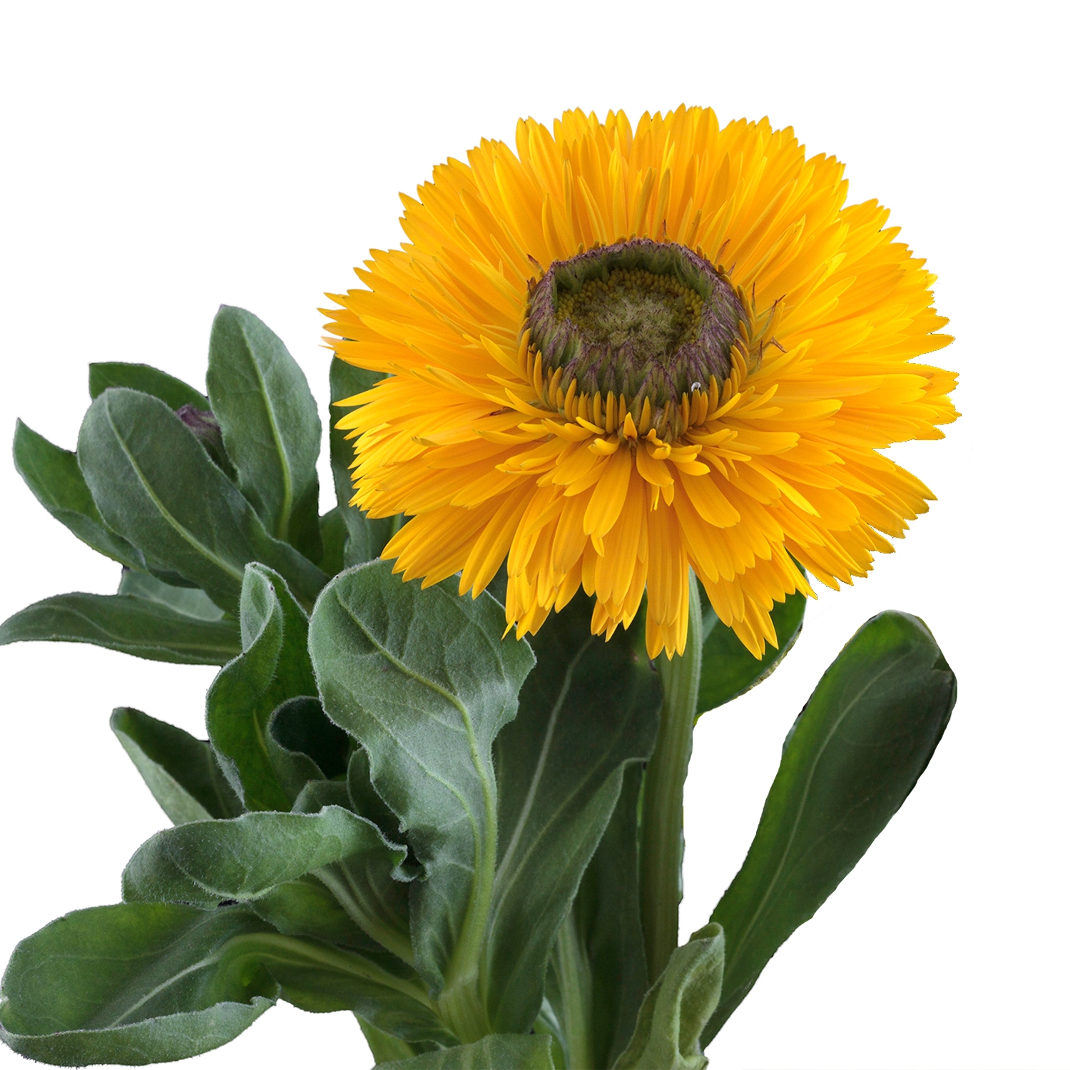 Calendula yellow