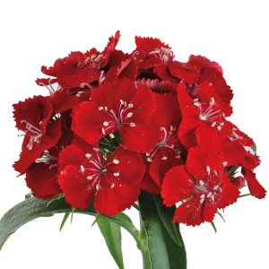 Dianthus Barbatus