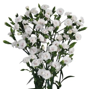 Dianthus Raffine