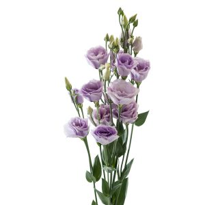 Lisianthus