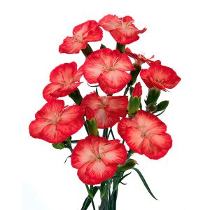 Dianthus Spray