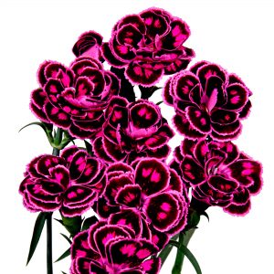 Dianthus Profumati