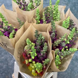Antirrhinum Majus