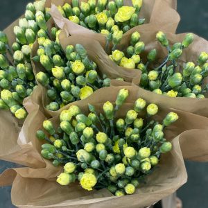 Dianthus Spray