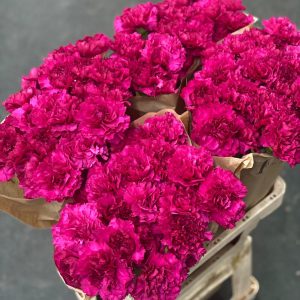 Dianthus Standard