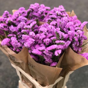 Limonium Sinautum