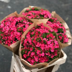 Dianthus Barbatus
